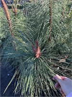 Pinus ponderosa Penaz 4275