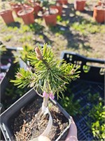 Pinus mugo 268 Hanicka 4292