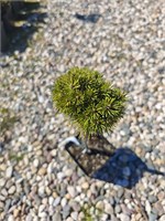 Pinus uncinata Wiel 4056