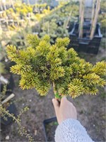 Picea abies Hajny 4300