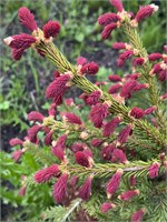 Ель обыкновенная Рыдал (Picea abies 'Rydal') 3751