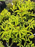 Picea abies Acrocona Yellow KNB 4183