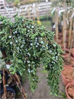 Juniperus communis Zeal 4262