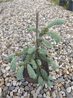 Picea engelmanii Blue Harbor 4284