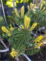 Сосна горная Фрости (Pinus mugo 'Frosty') 3840