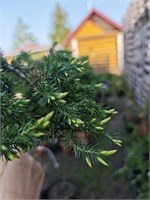 Juniperus conferta Sunflower 4267