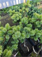 Picea pungens Piedra 4091