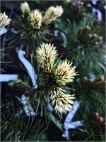 Сосна горная Мерард (Pinus mugo Merard) 4143