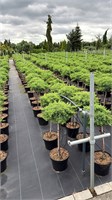 Можжевельник лежачий Нана  (Juniperus procumbens Nana) 3741