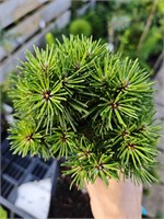 Pinus mugo Borkovice 4233