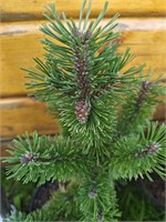 Pinus mugo Boskoop 4070