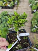 Pinus pseudopumilio Lida 4175