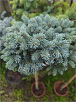 Ель колючая Токарз (Picea pungens Tokarz) 3940