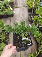 Pinus banksiana Hobi 4177