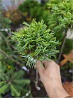 Pinus strobus Torulosa 4168