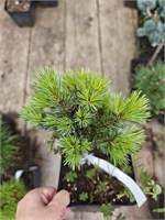 Pinus longaeva Sherwood Compact 4315