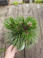 Pinus nigra ZOO Liberec 4147