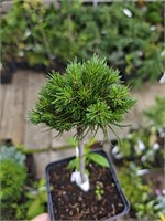 Pinus mugo Gnom WB 4174