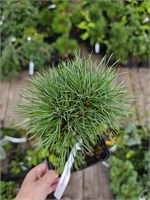 Pinus sibirica Plantatsona 4313