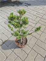 Сосна мелкоцветковая Негиши  (Pinus parv. 'Negishi') 3268