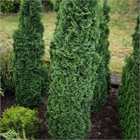 Thuja occidentalis Brobecks Tower 4320