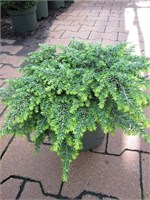 Tsuga canadensis Popeleski 4321