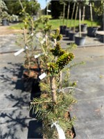 Picea orientalis Malik 4323