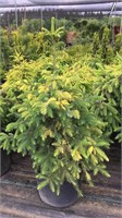 Picea omorika Kleks 4325