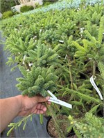 Picea glauca Little Globe 4327