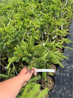 Picea abies Irena 4328