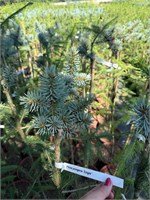 Picea pungens Single 4330