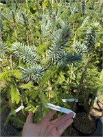 Picea pungens Jablonec 4331
