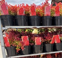 Berberis thunbergii Lara 4333