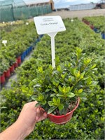 Azalea japonica Geisha Orange 4335