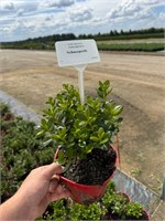 Azalea japonica Schneeperle 4336