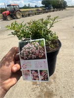 Rosa Cutie Pie 4337