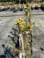 Picea asperata Mongolei 4324