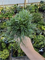 Pinus strobus Jamaican Curls 4309