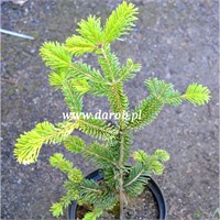 Abies nordmanniana Gold Flame 4339