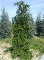 Abies nordmanniana Pendula 4340