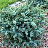 Abies pinsaro Horstmann 4341