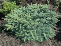 Picea engelmanii Tomschke 4348