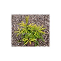 Picea abies Sunbeam 4346