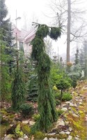 Picea omorika Pendula Kuck 4354