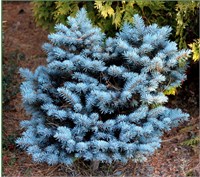 Picea pungens Mini Gola 4356