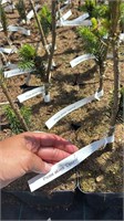 Picea pungens Opona 4364