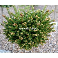 Picea orientalis Rezek 4363