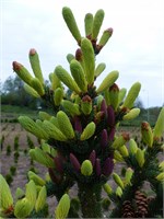 Picea glauca Anusia 4357