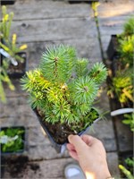 Pinus mugo Benjamin 4314