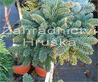 Picea glauca Fritsche 4358